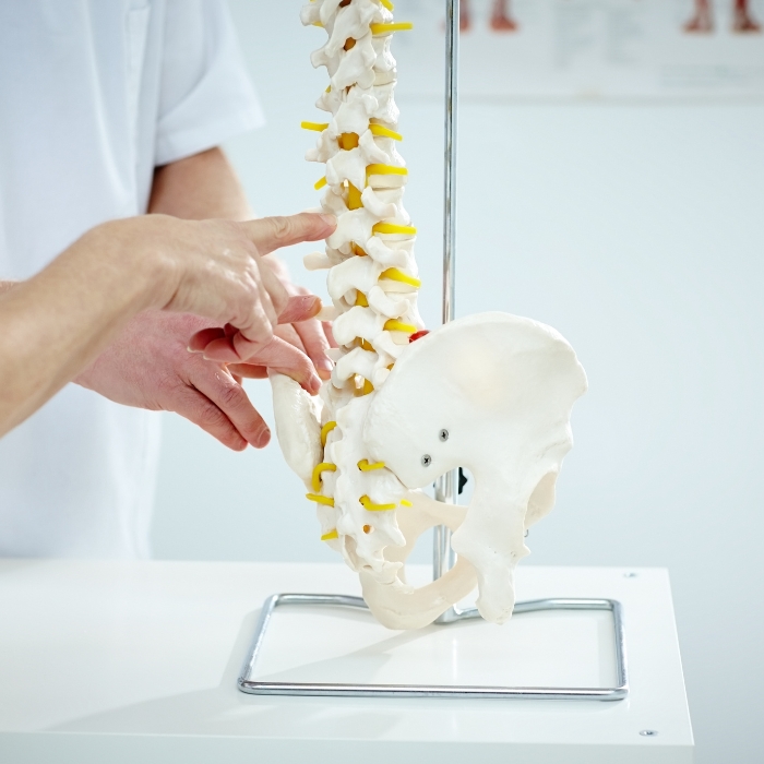 chiropractor-touching-skeleton-for-explanation-fulton-county-pa